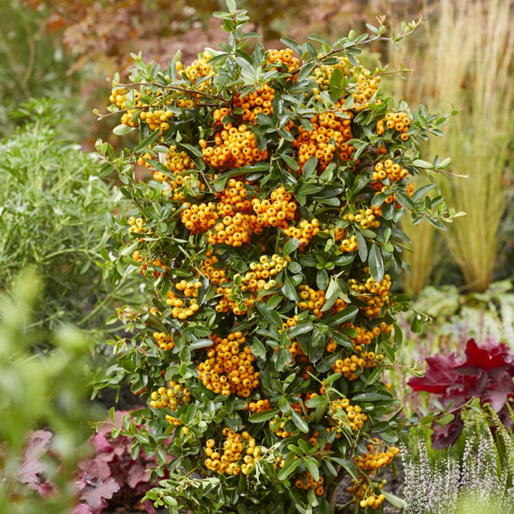 Pyracantha coccinea Sunny Star - Buisson ardent