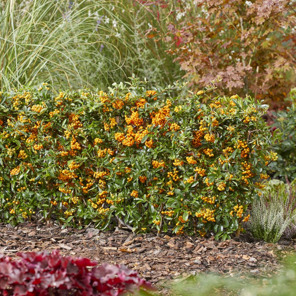 Feuerdorn Sunny Star - Pyracantha coccinea