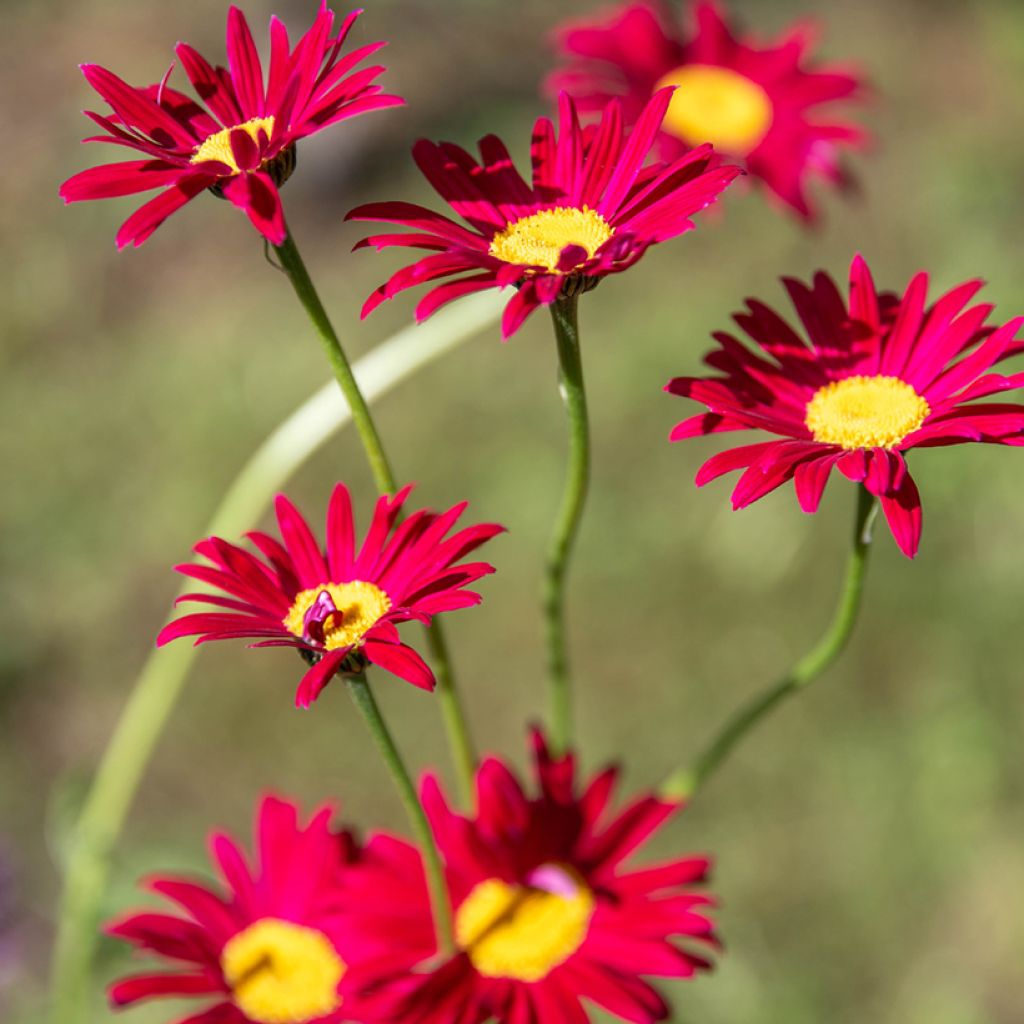 Tanacetum coccineum Robinson's Red - Rotblütige Wucherblume