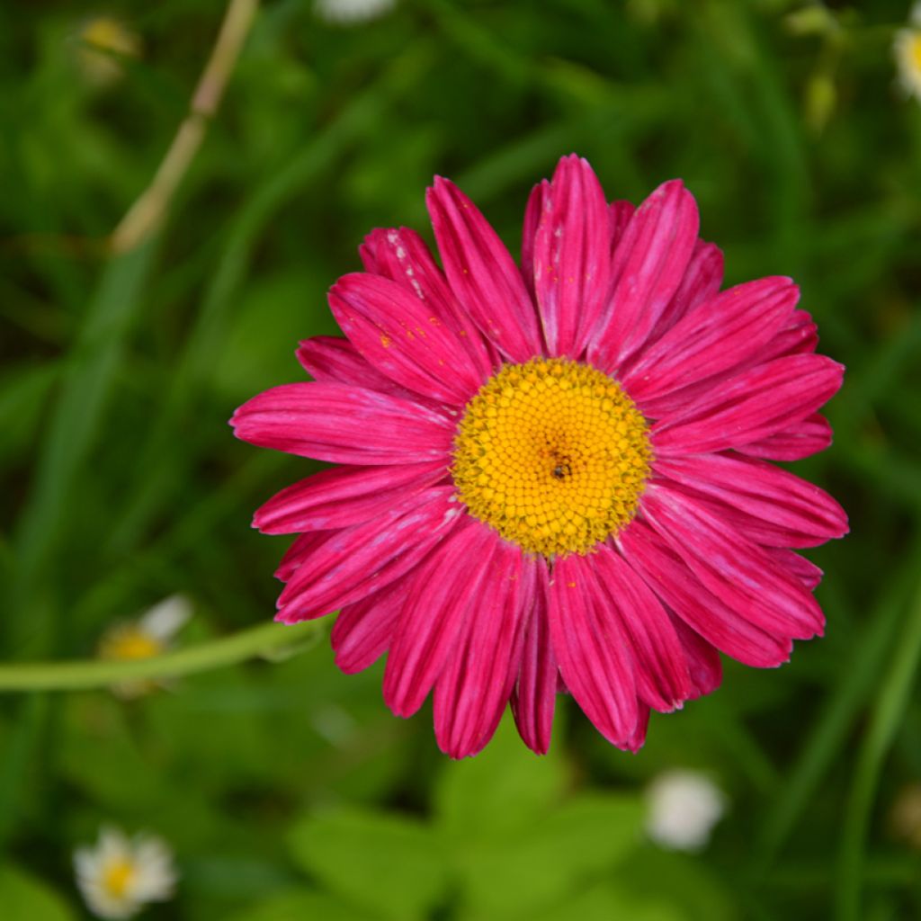 Tanacetum coccineum Robinson's Red - Rotblütige Wucherblume