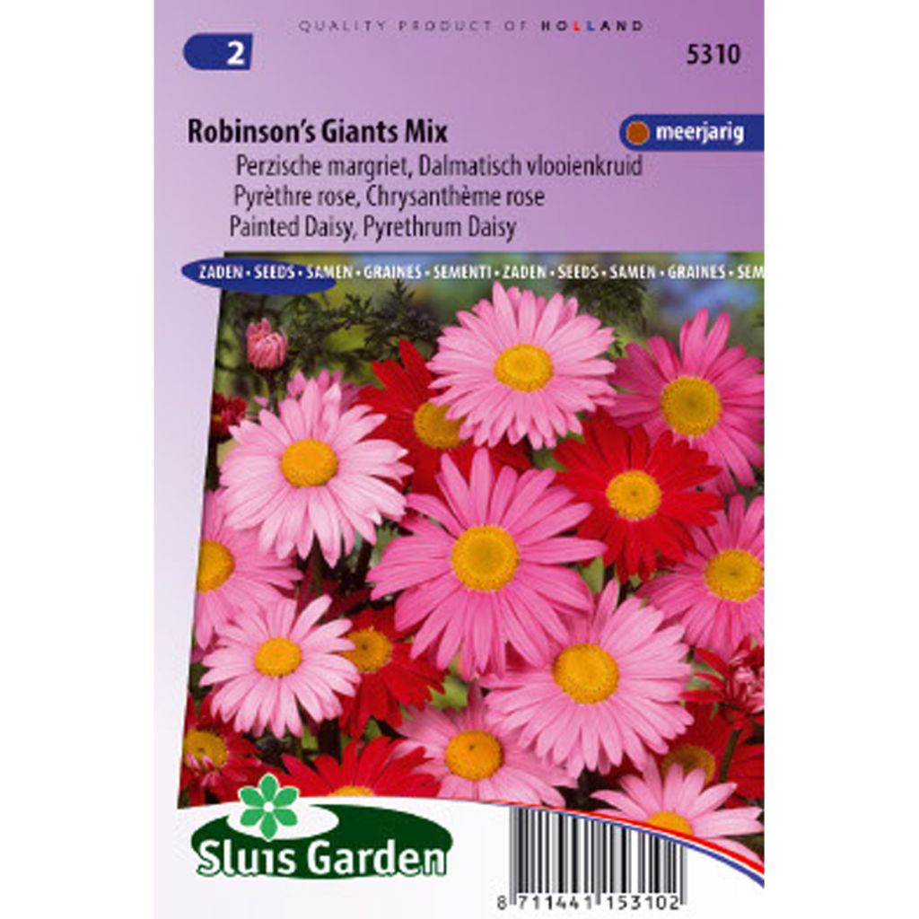 Chrysanthemum coccineum Robinson's Giants Mix (Samen) - Bunte Wucherblume