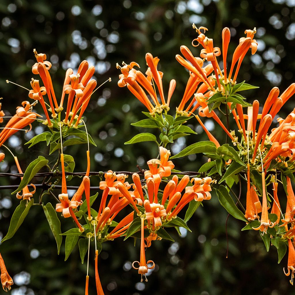 Pyrostegia venusta - Feuerranke