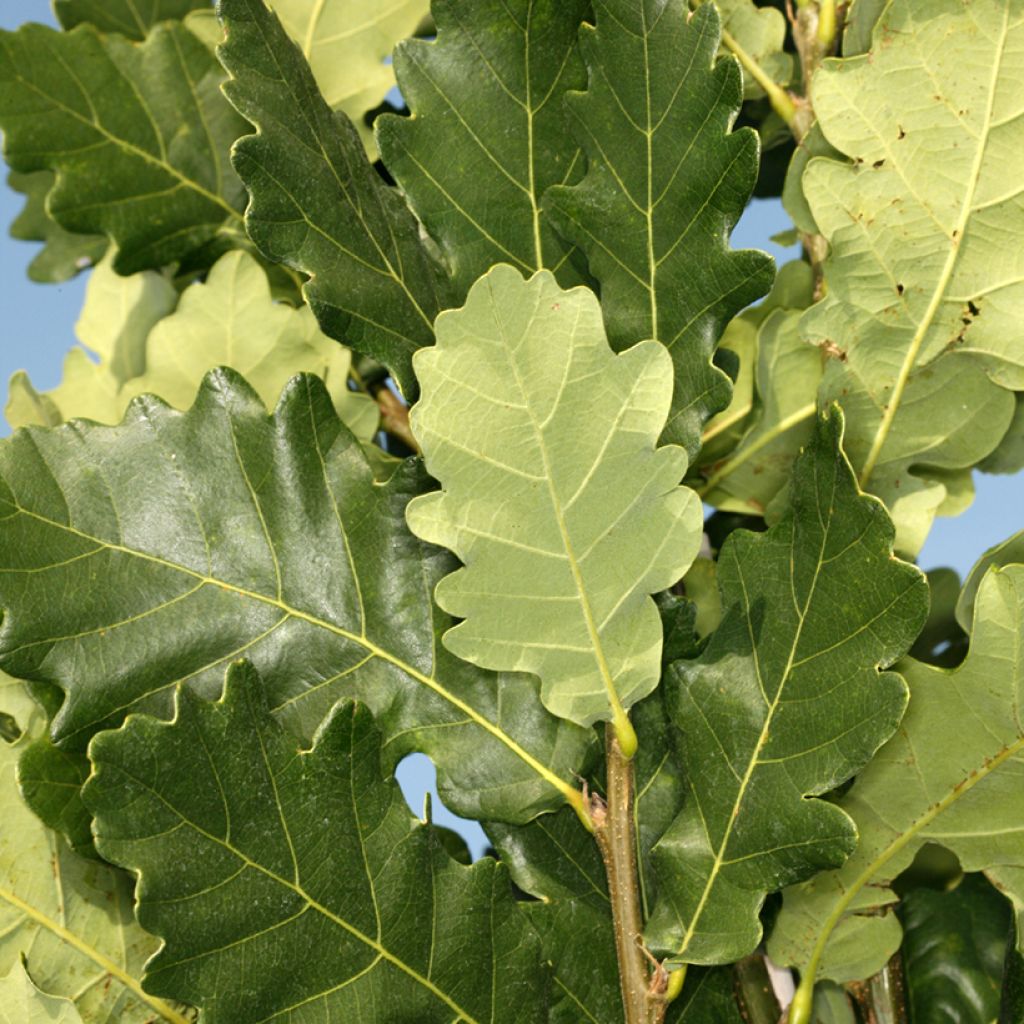 Quercus robur Monument - Stiel-Eiche