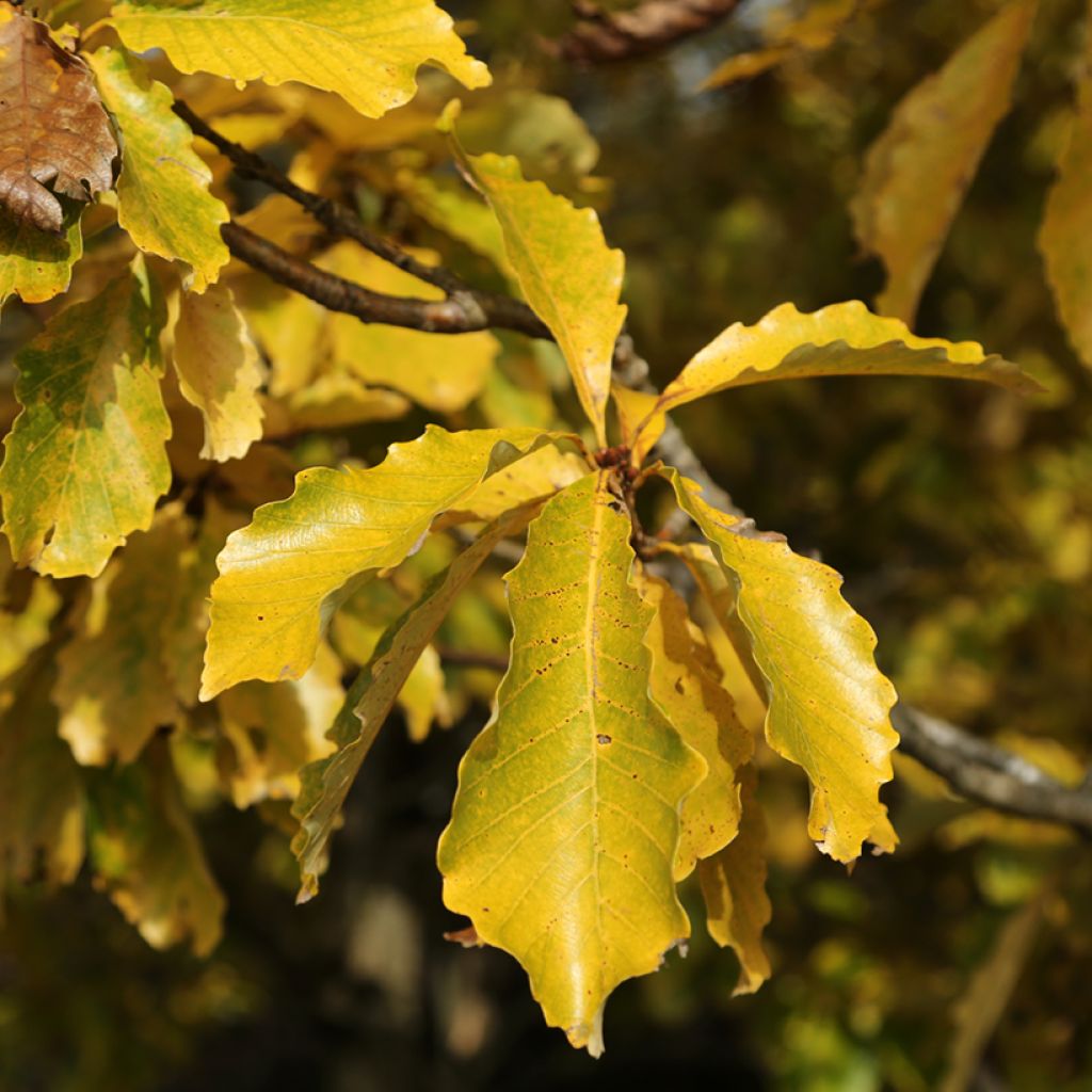 Quercus aliena - Orientalische Weiß-Eiche