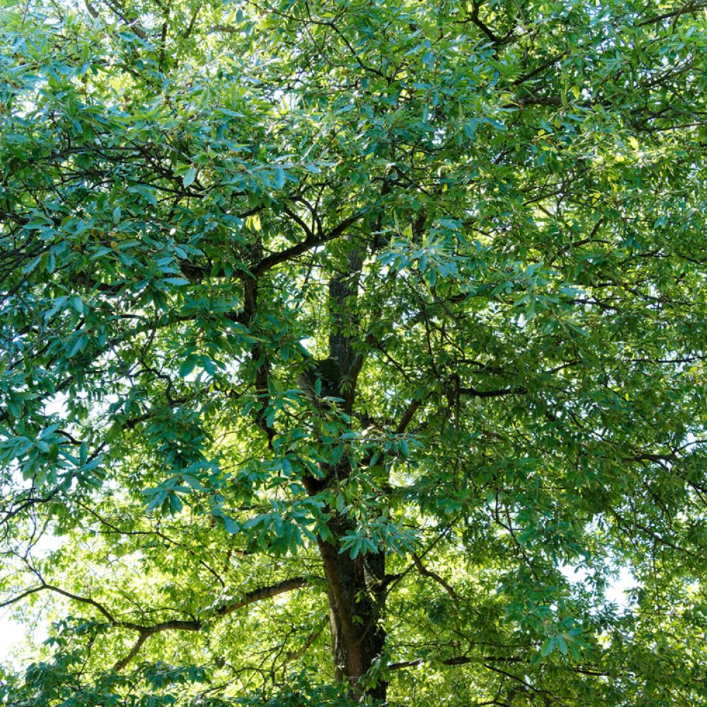 Quercus cerris - Zerr-Eiche