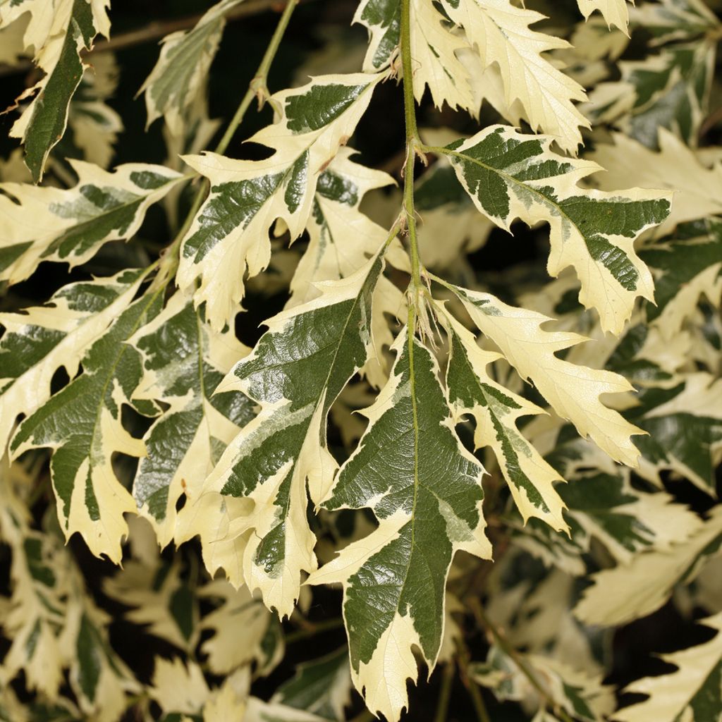 Quercus cerris Variegata - Zerr-Eiche