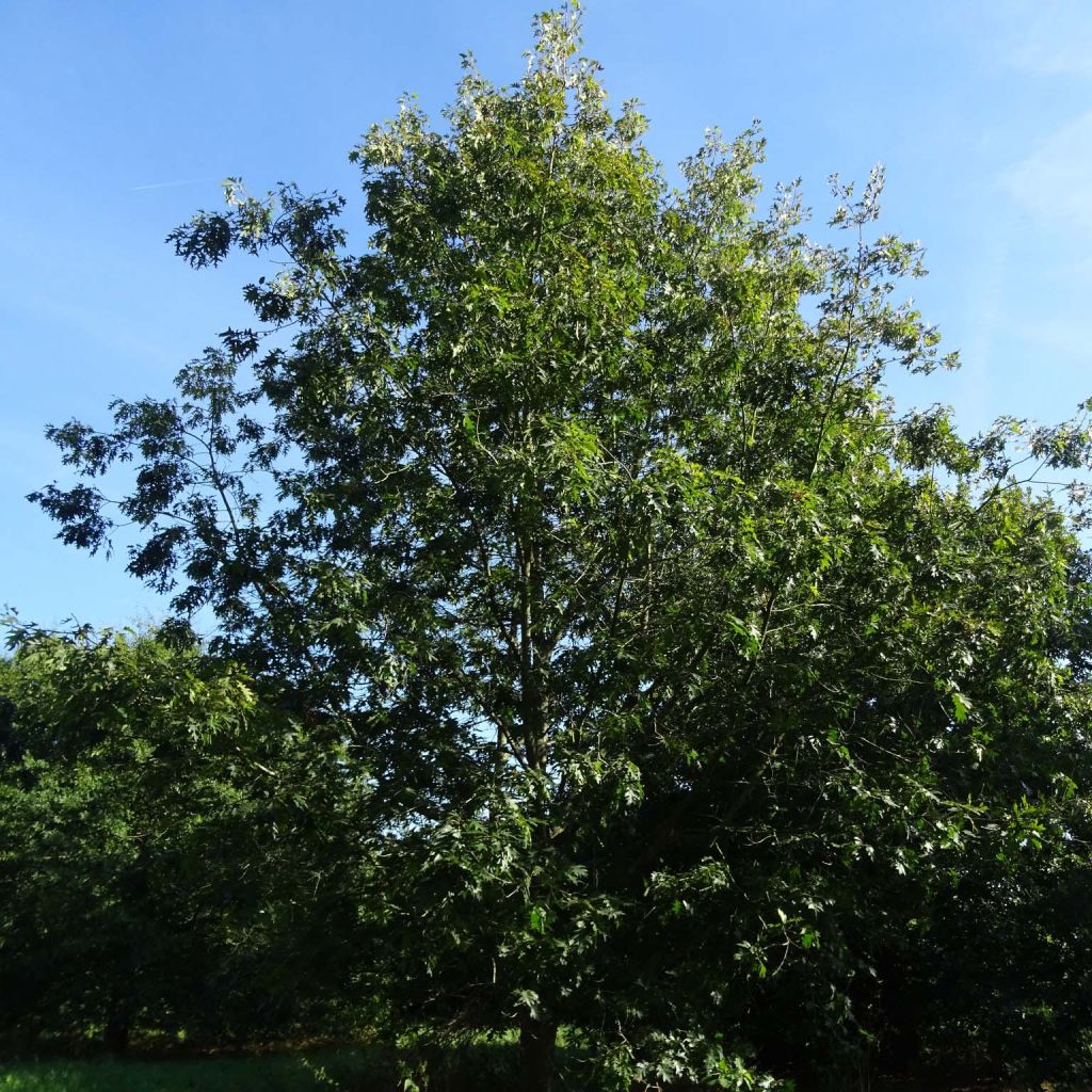 Quercus coccinea Splendens - Scharlach-Eiche