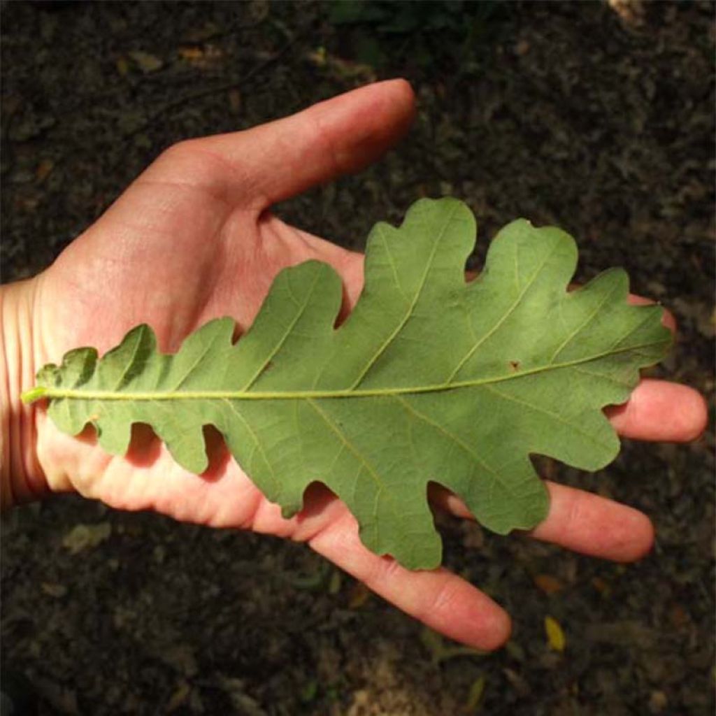 Chêne de Hongrie - Quercus frainetto