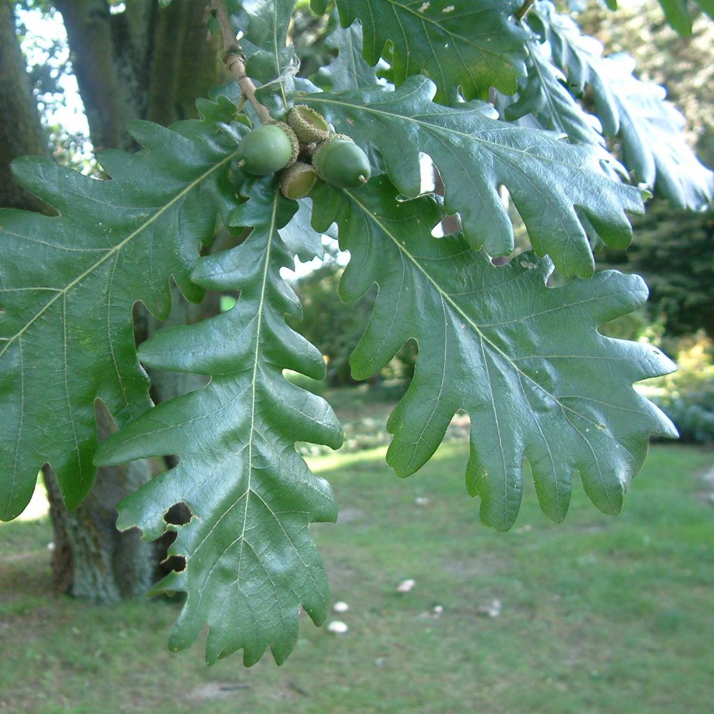 Chêne de Hongrie - Quercus frainetto