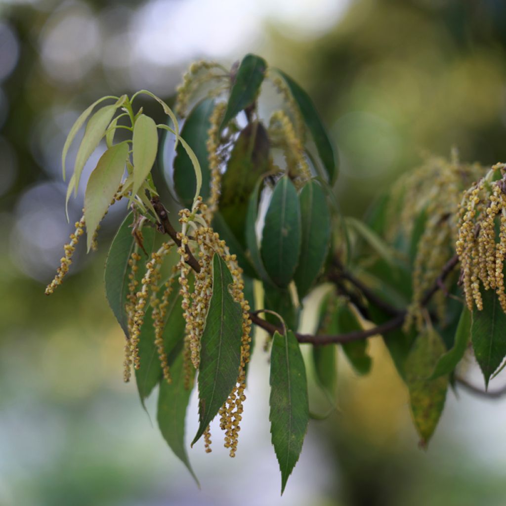 Quercus myrsinifolia - Bambusblättrige Eiche