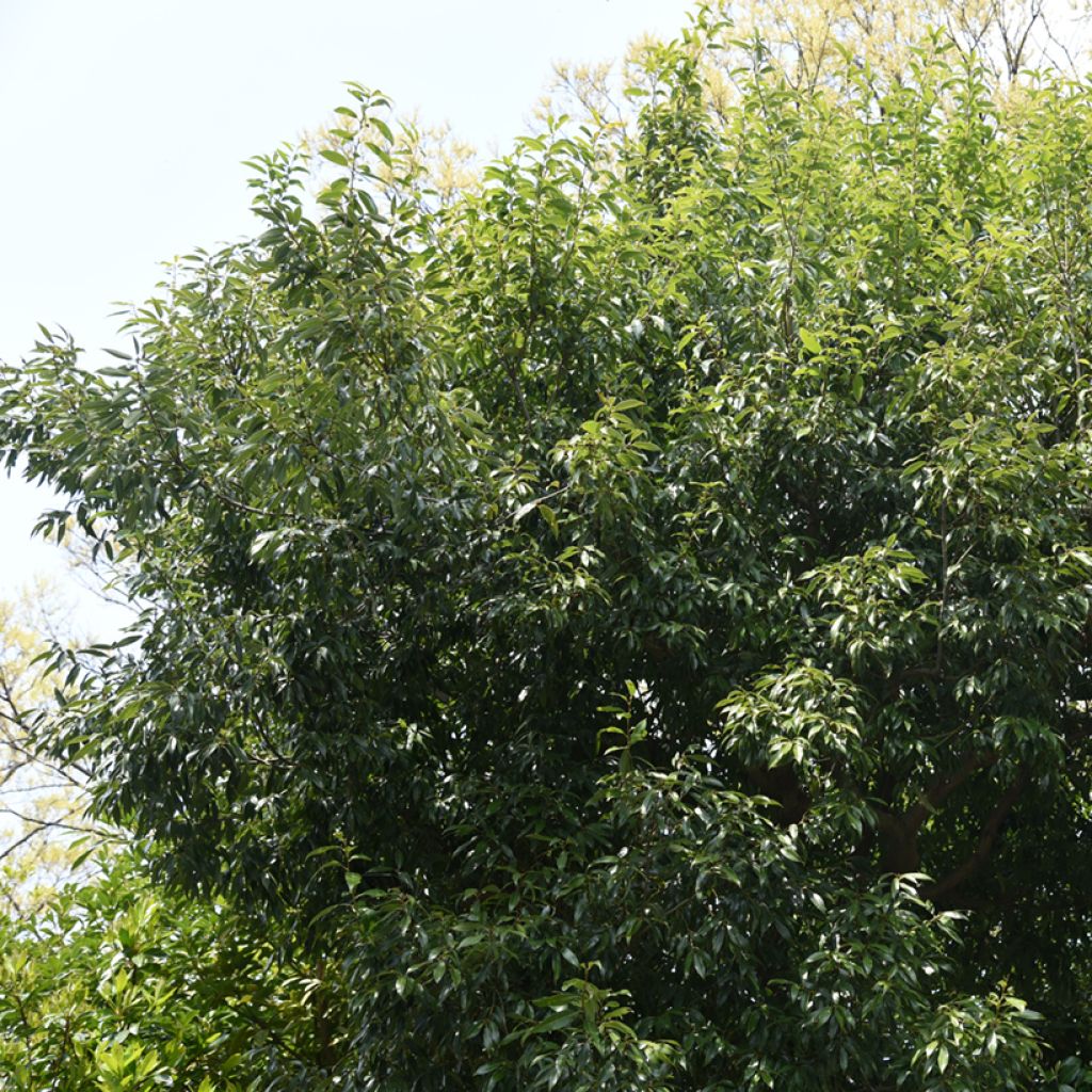 Quercus myrsinifolia - Bambusblättrige Eiche