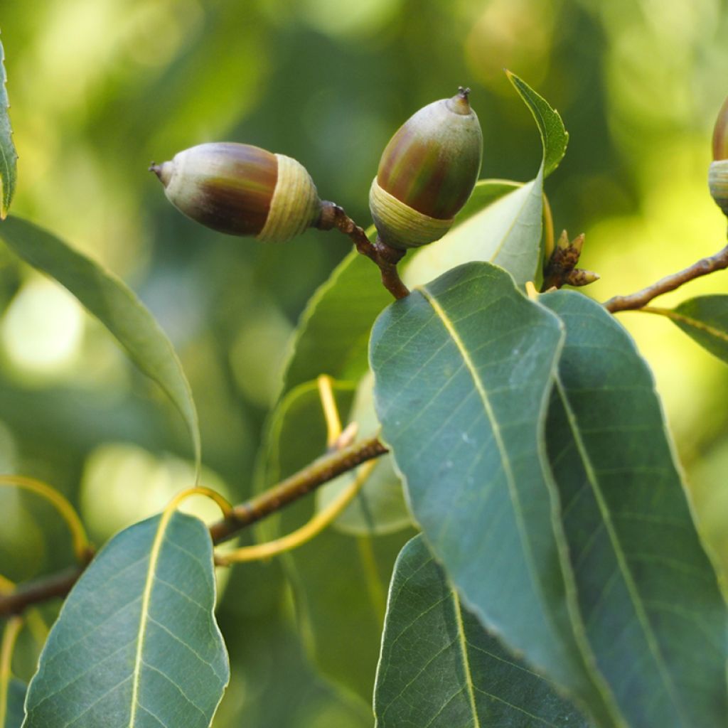 Quercus myrsinifolia - Bambusblättrige Eiche