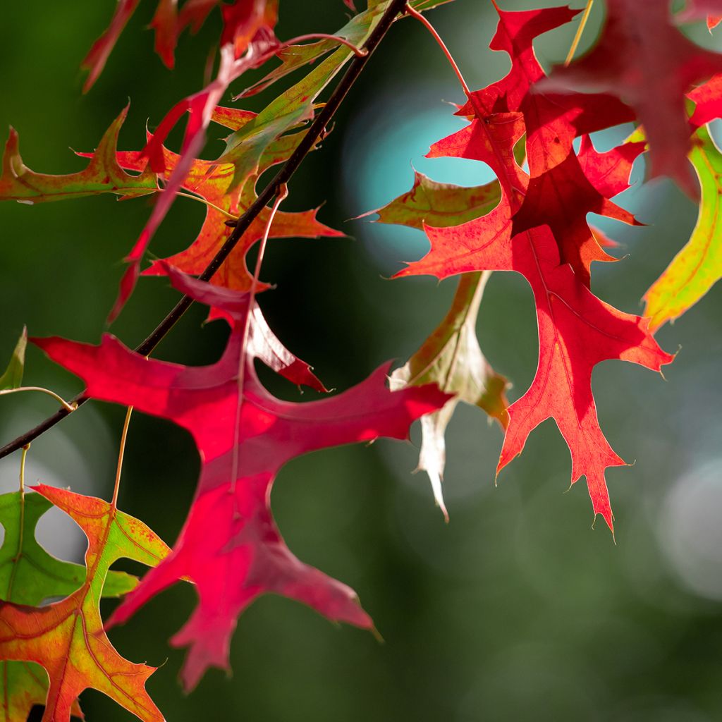 Quercus palustris Betty Jean - Sumpf-Eiche