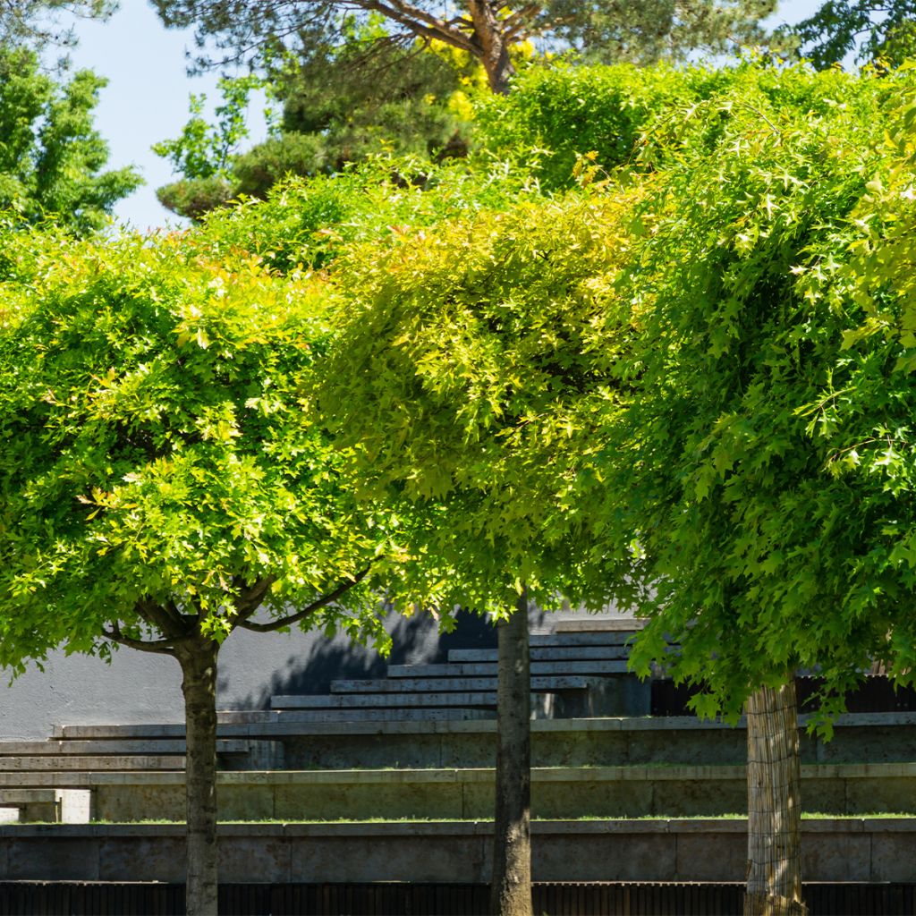 Quercus palustris Green Dwarf - Sumpf-Eiche