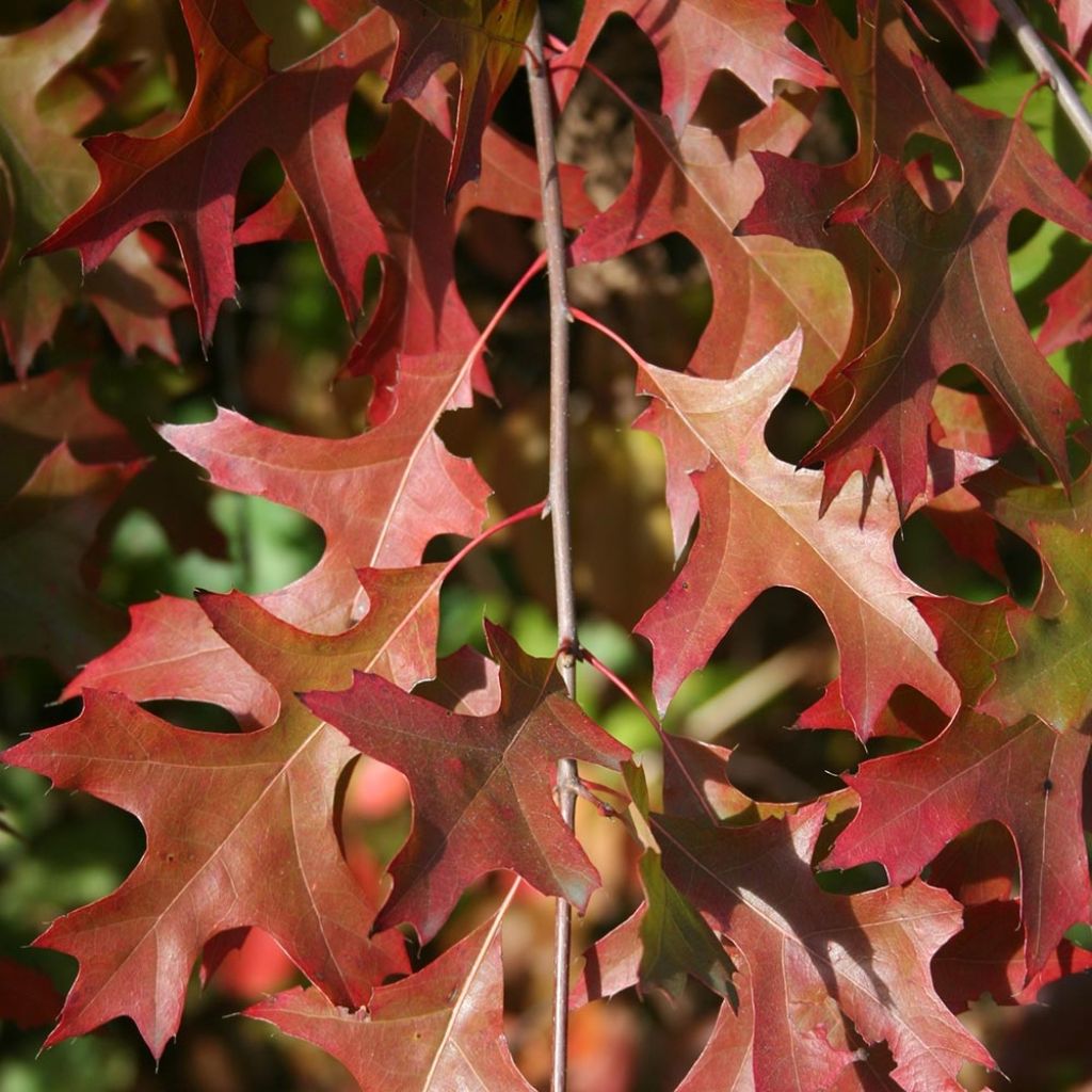 Quercus palustris Isabel - Sumpf-Eiche