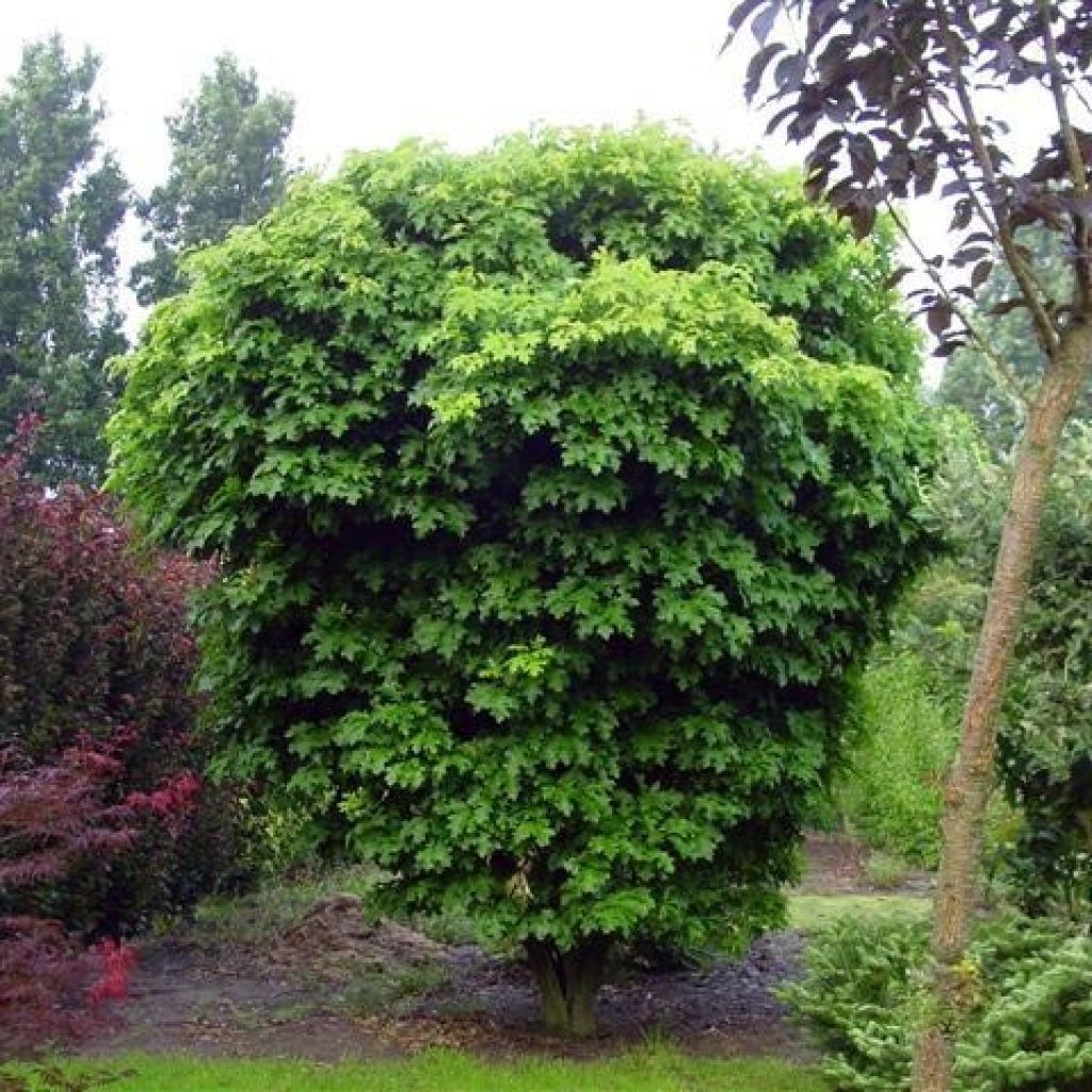 Chêne des marais nain - Quercus palustris Isabel