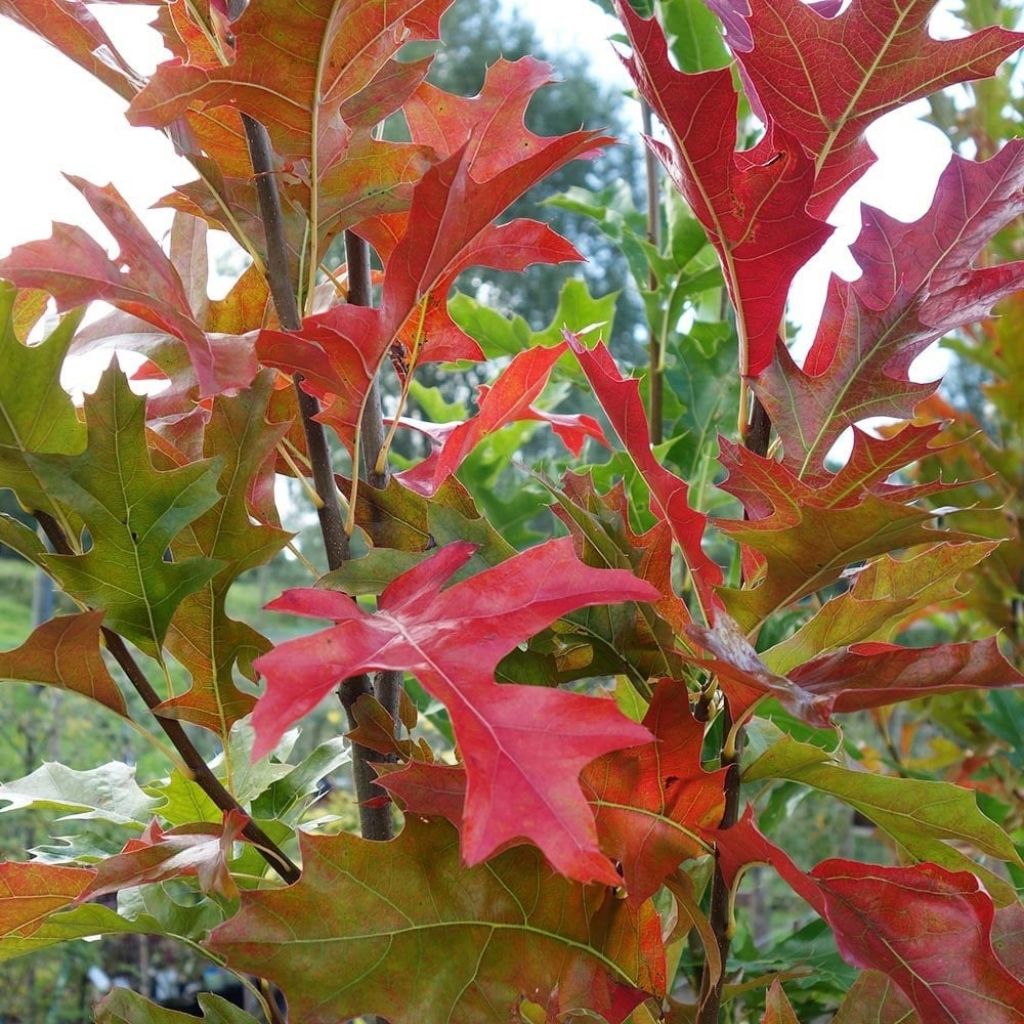 Quercus palustris Green Pillar 'Pringreen - Sumpf-Eiche