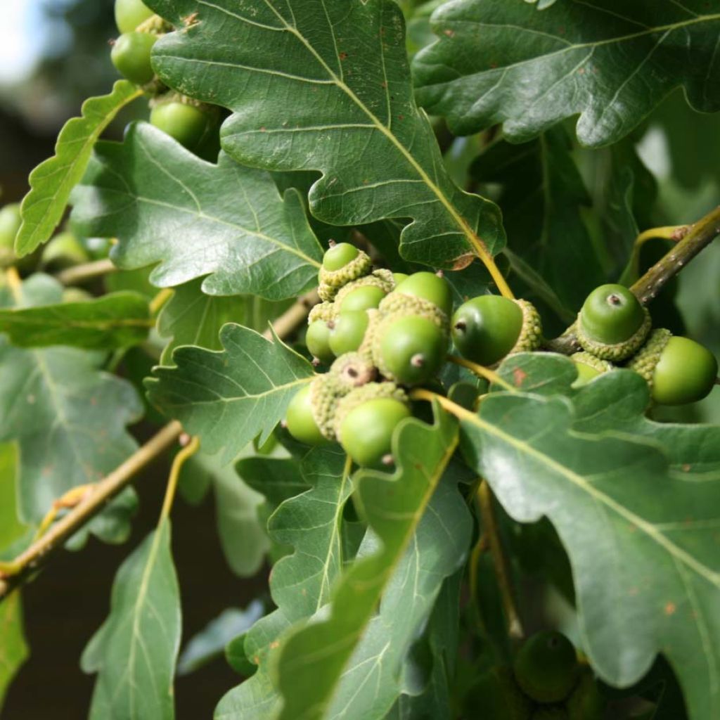 Chêne rouvre - Quercus petraea