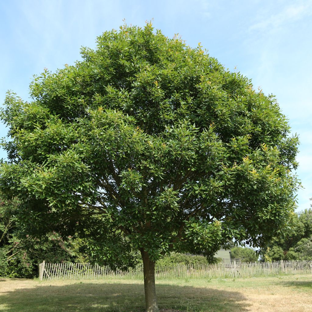 Quercus petraea Mespilifolia - Trauben-Eiche