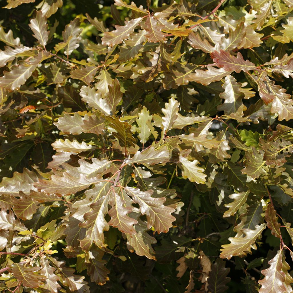 Quercus petraea Purpurea - Trauben-Eiche