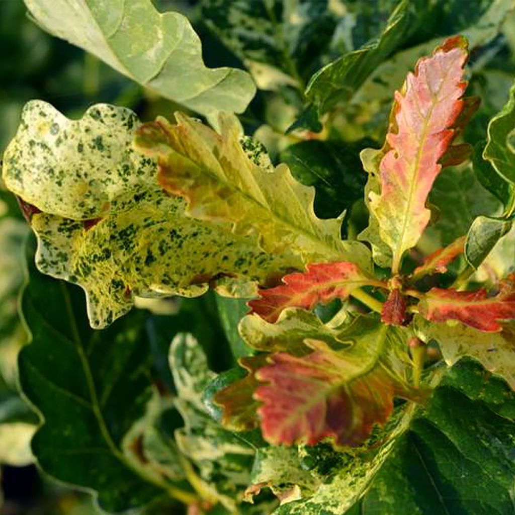 Quercus petraea Włodzimierz Seneta - Trauben-Eiche