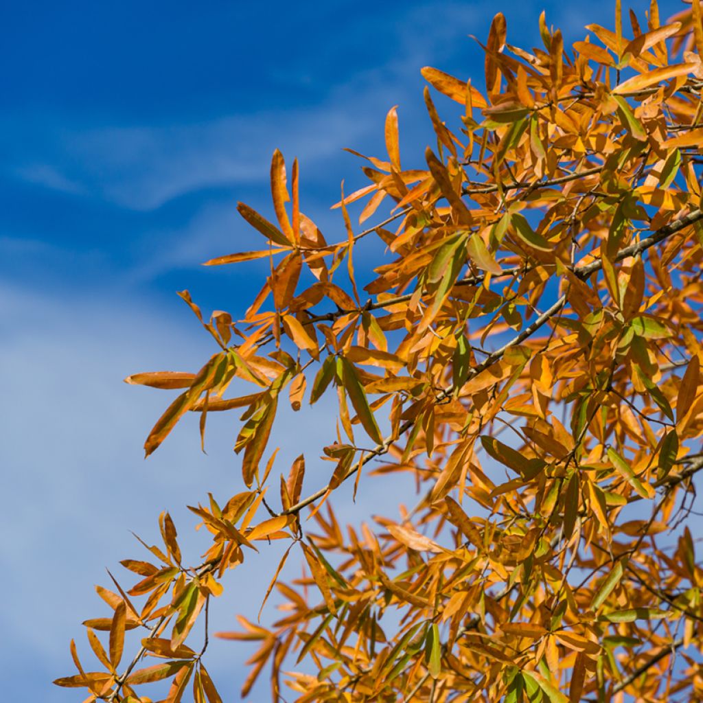 Quercus phellos - Weiden-Eiche