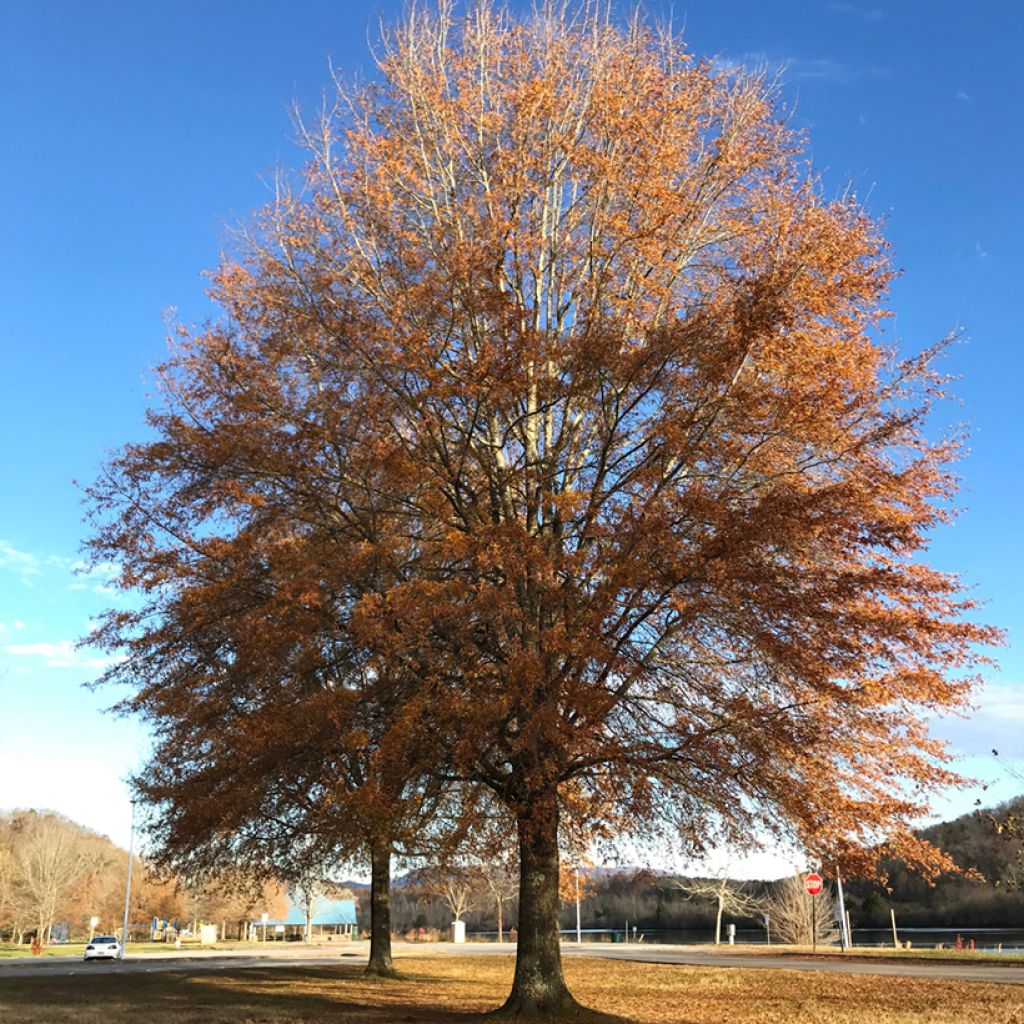 Quercus phellos - Weiden-Eiche