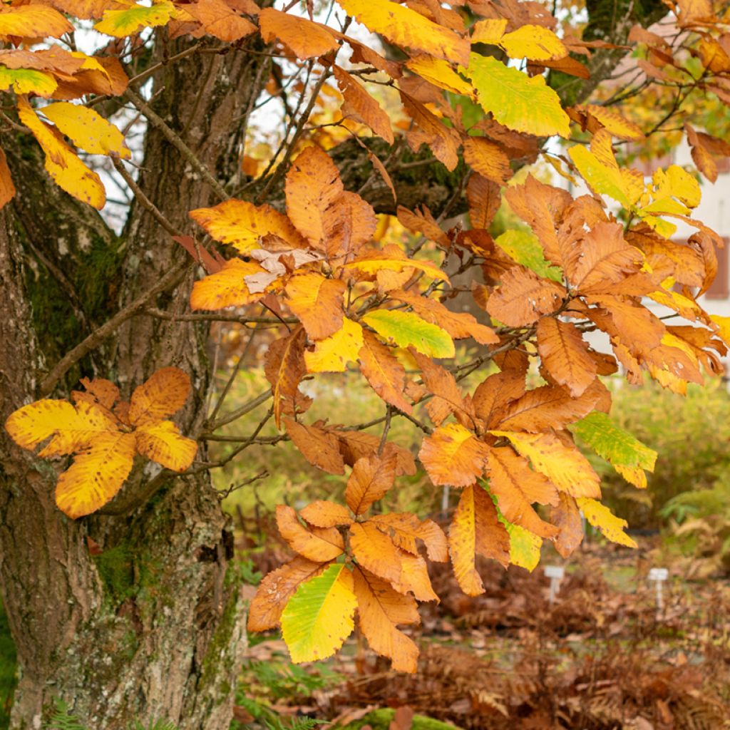 Quercus pontica - Armenische Eiche