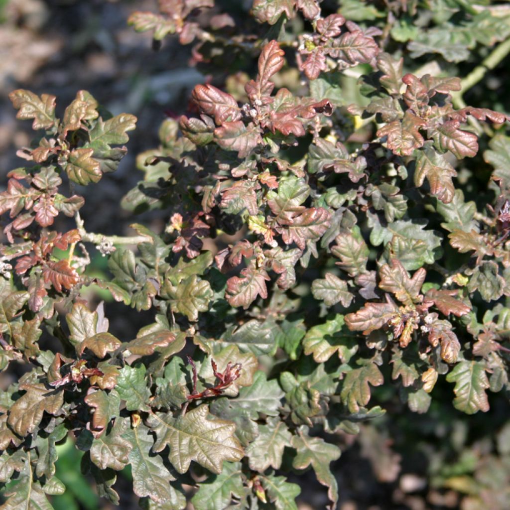 Quercus robur Atropurpurea - Stiel-Eiche