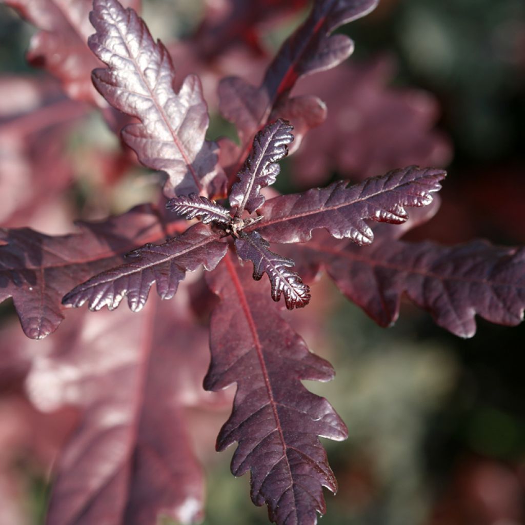 Quercus robur Atropurpurea - Stiel-Eiche