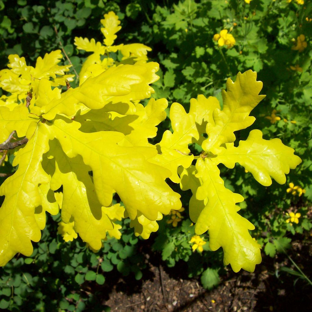 Chêne pédonculé doré - Quercus robur Concordia