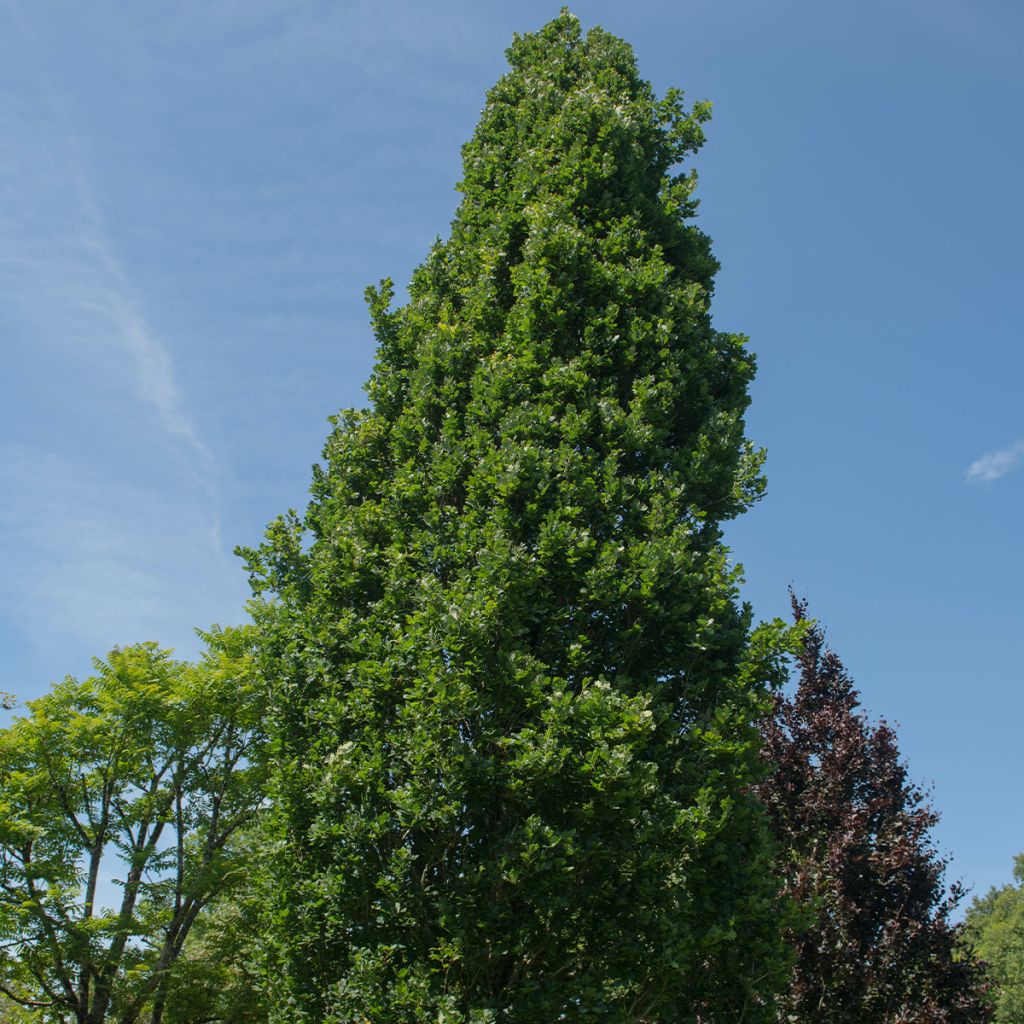 Quercus robur Fastigiata Koster - Stiel-Eiche