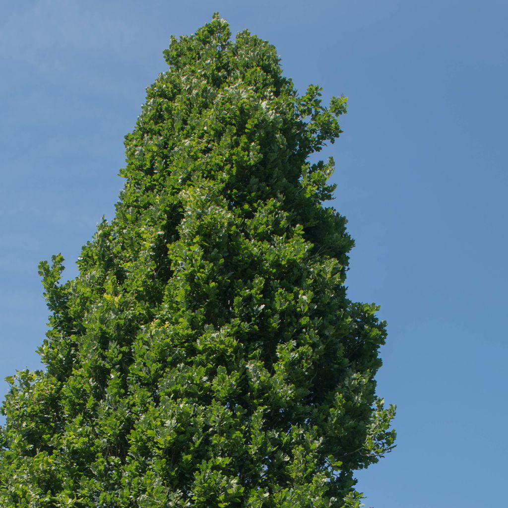 Quercus robur Fastigiata Koster - Stiel-Eiche