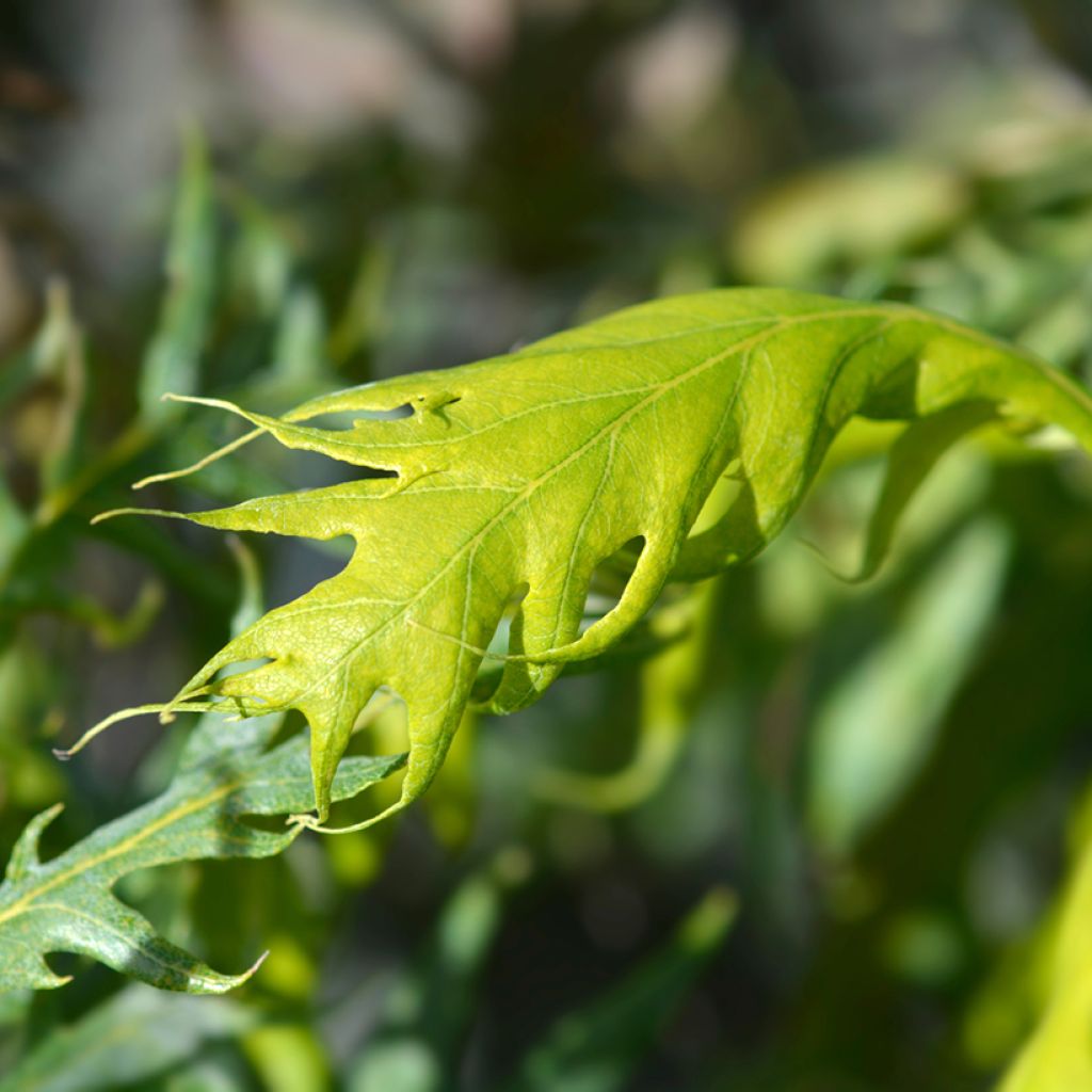 Quercus robur Miky - Stiel-Eiche