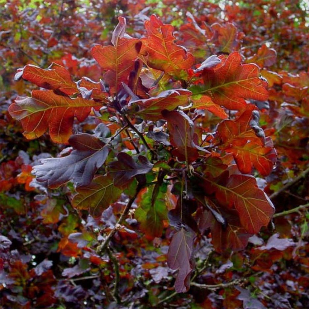 Chêne pourpre - Quercus robur Purpurascens