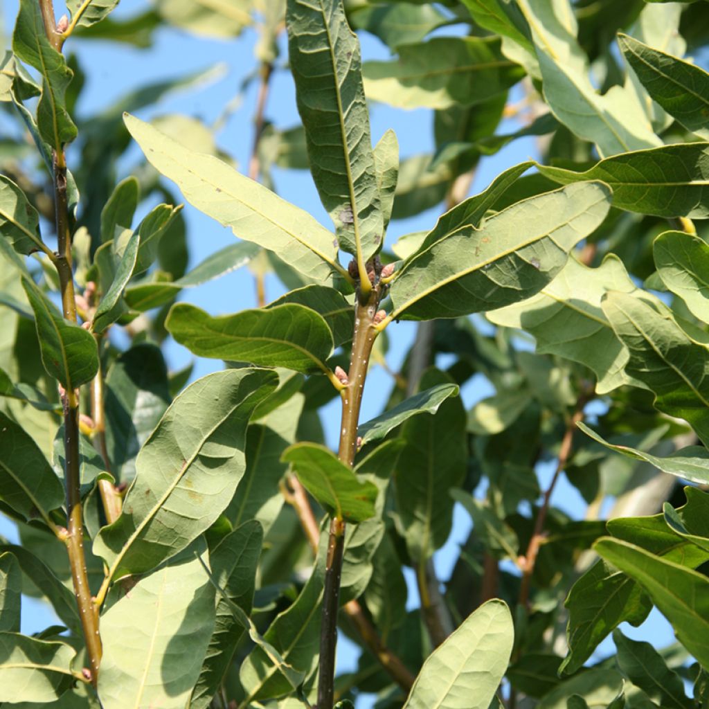 Stiel-Eiche Salfast - Quercus robur 