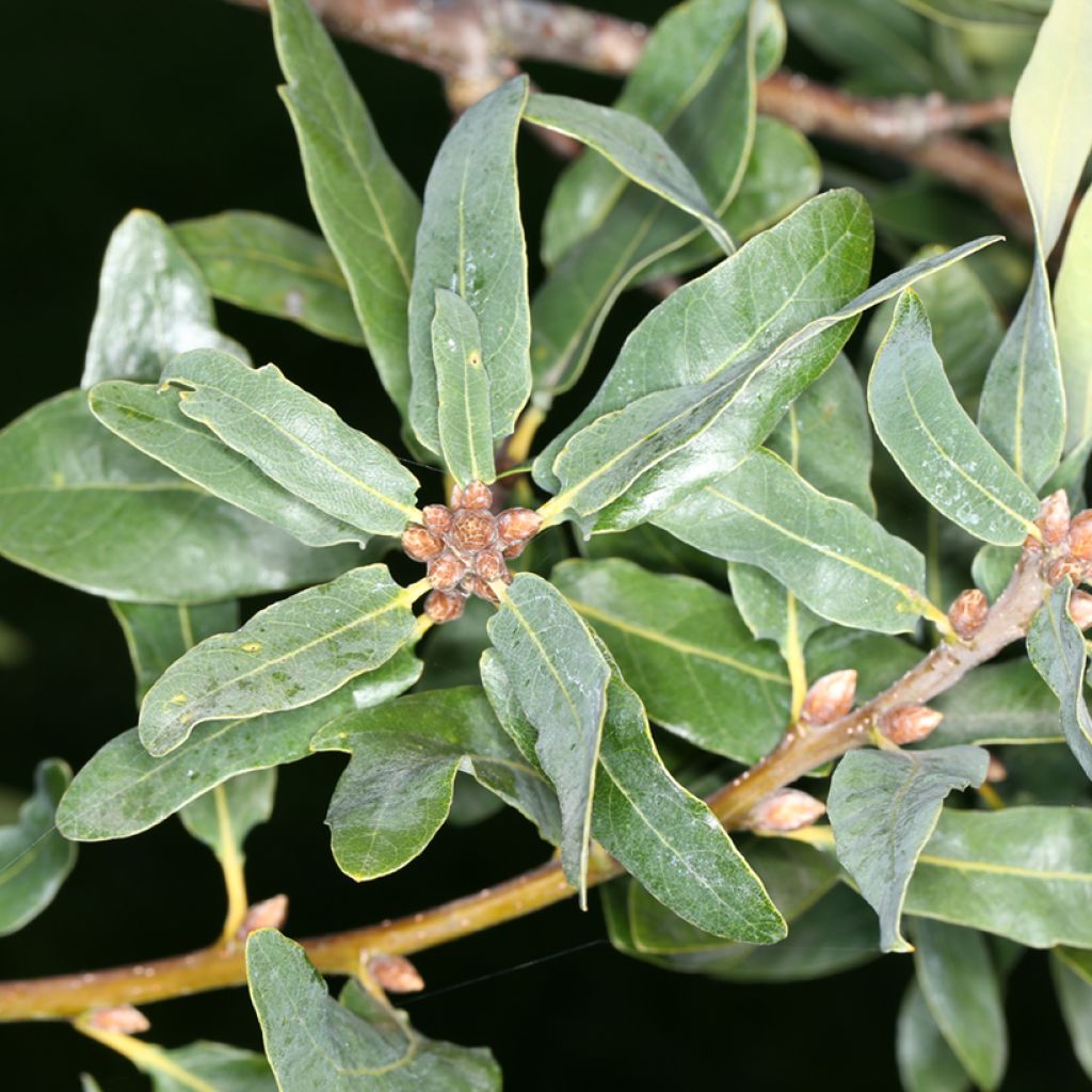 Quercus robur Salicifolia - Stiel-Eiche