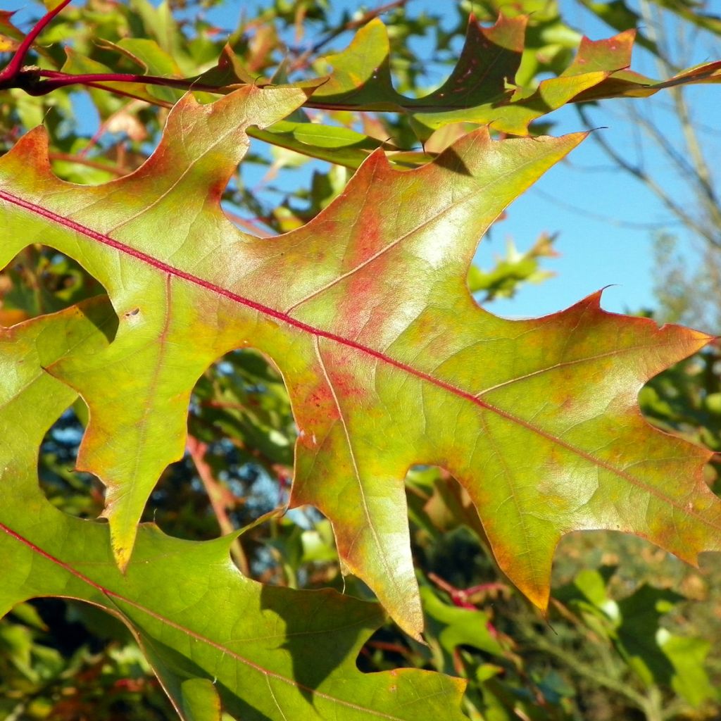 Quercus rubra - Chêne rouge d'Amérique