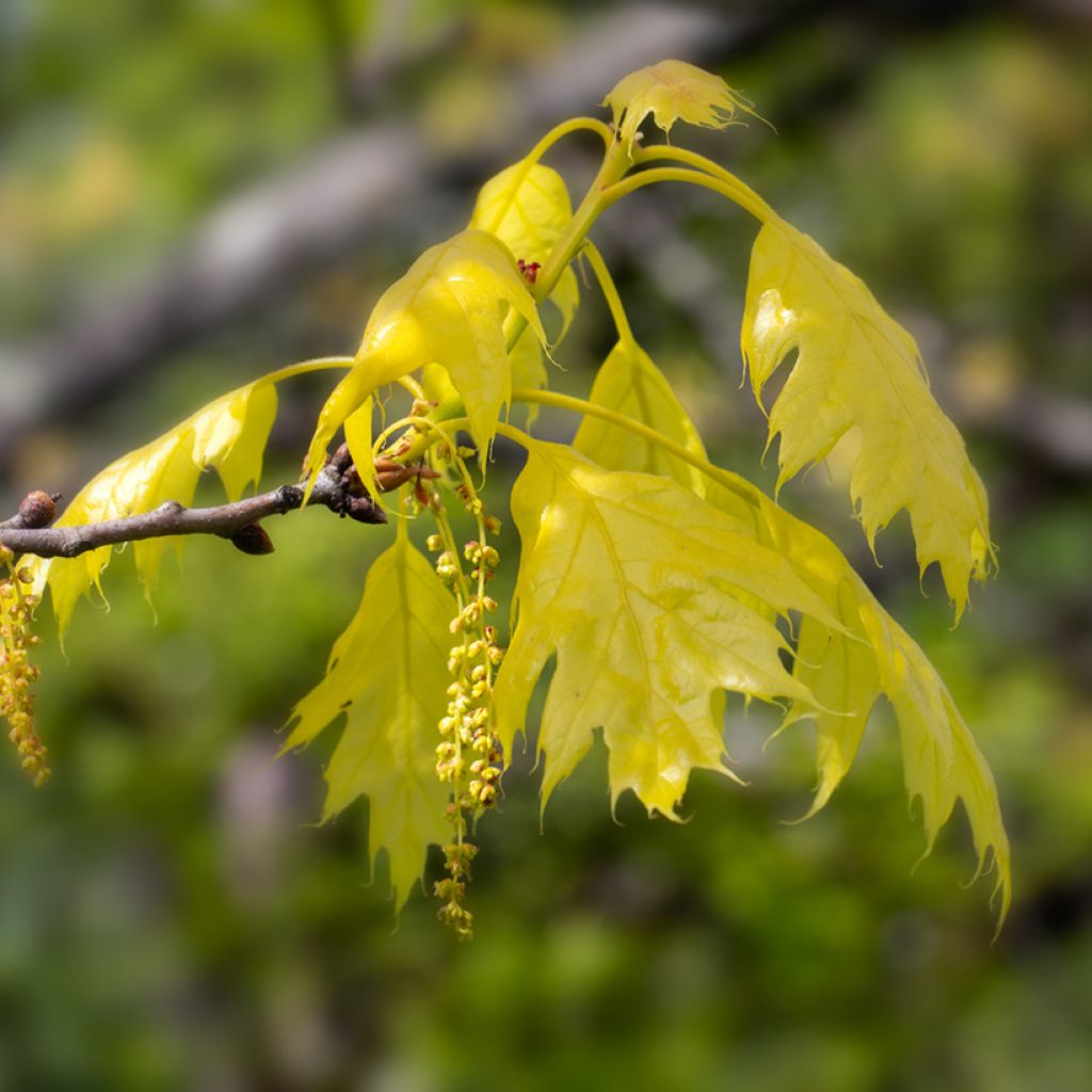 Quercus rubra Aurea - Roteiche