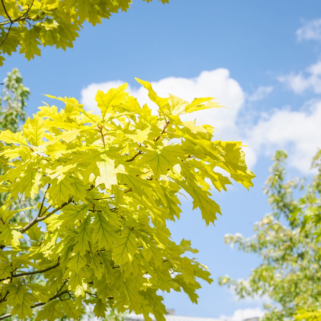 Quercus rubra Aurea - Roteiche