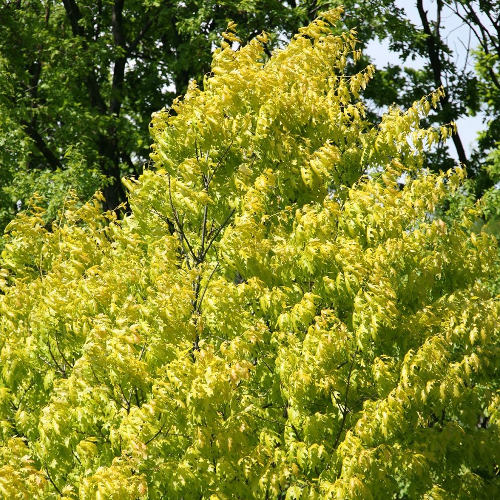 Quercus rubra Aurea - Roteiche