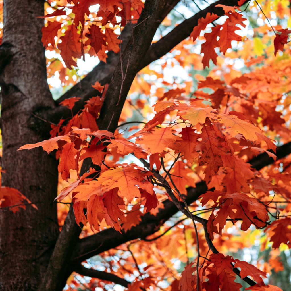 Quercus rubra - Roteiche