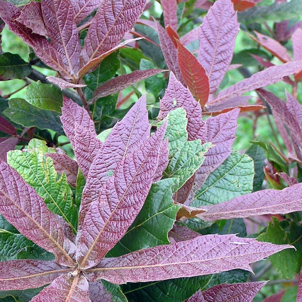 Quercus rysophylla Maya - Wollmispel-Eiche