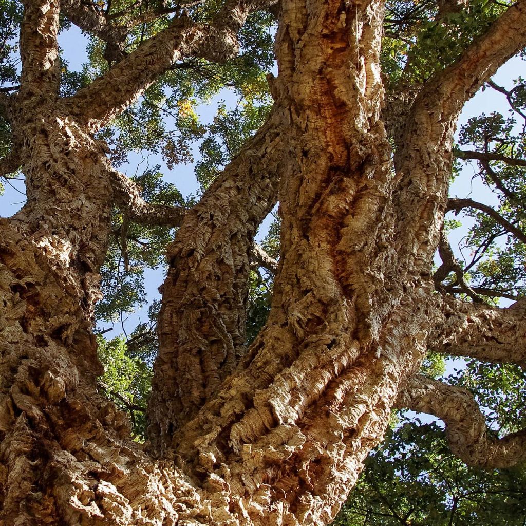 Chêne liège - Quercus suber