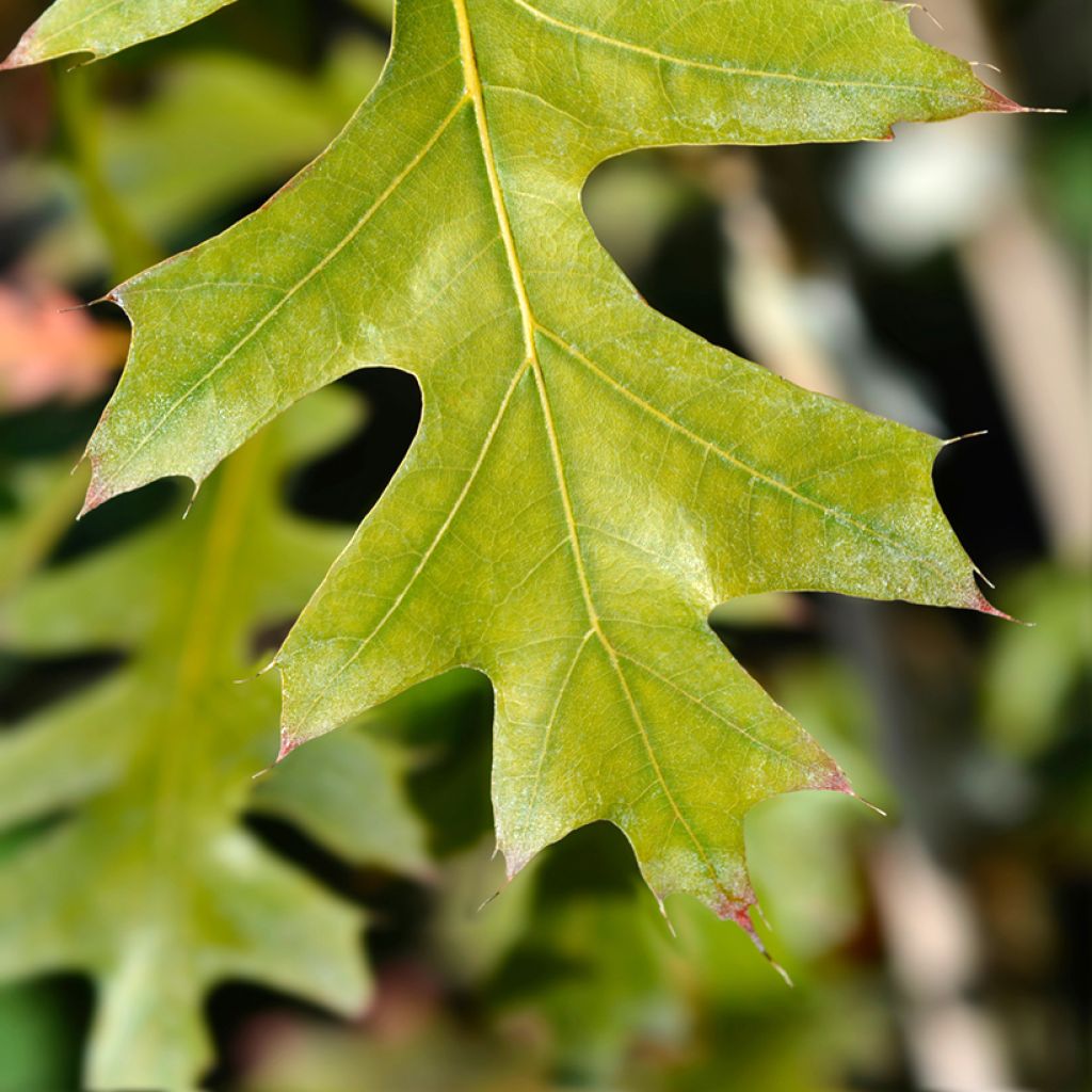 Quercus texana New Madrid - Texas-Eiche