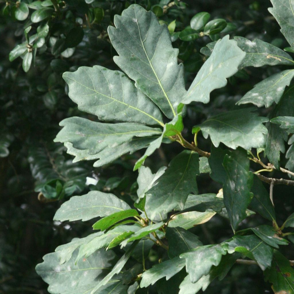 Quercus turneri var.pseudoturneri Spencer Turner - Turner-Eiche