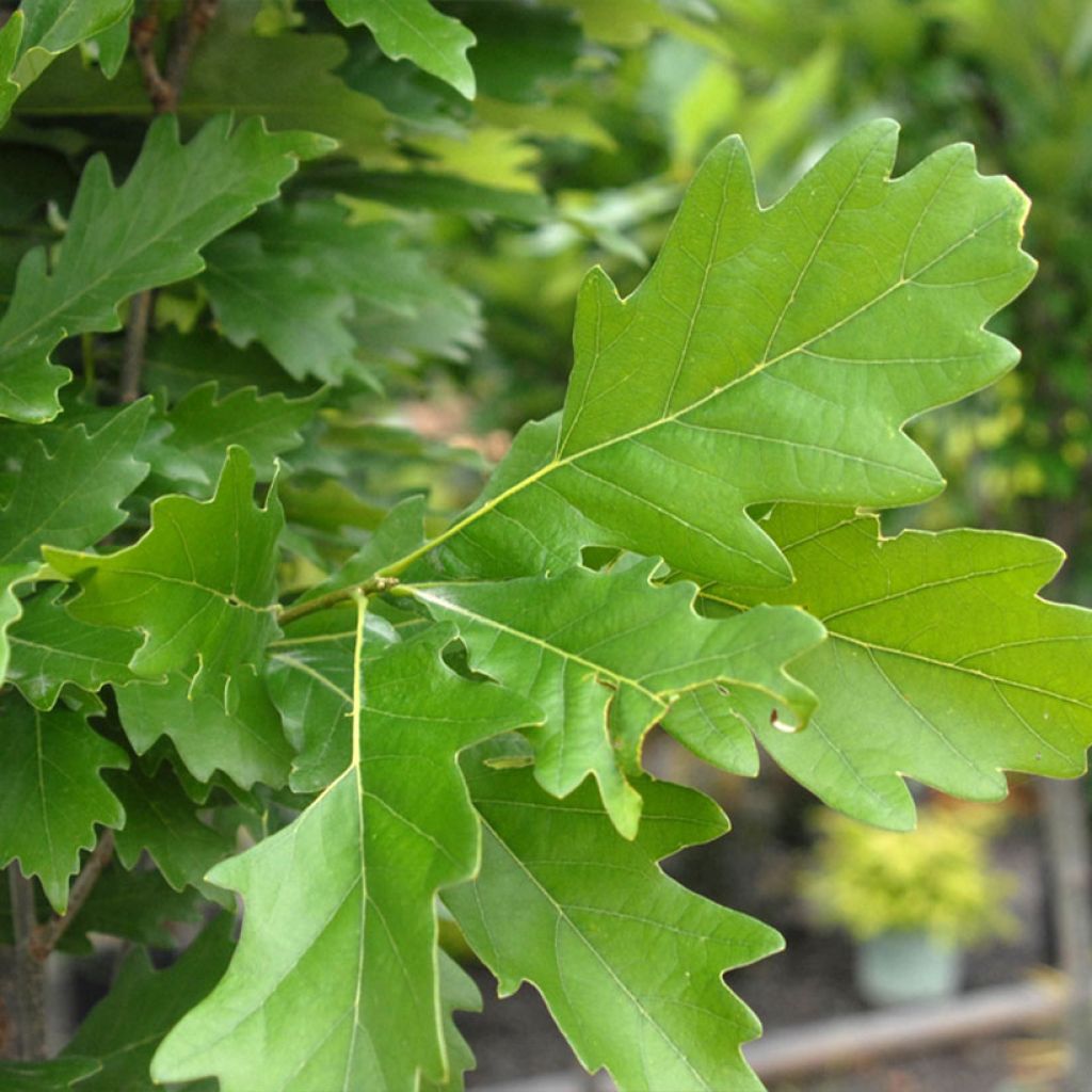 Eiche Nadler Kindred Spirit® - Quercus x warei