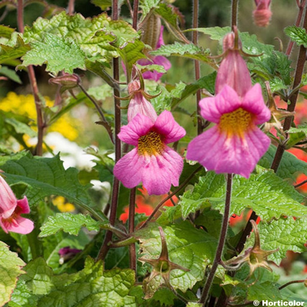 Rehmannia elata