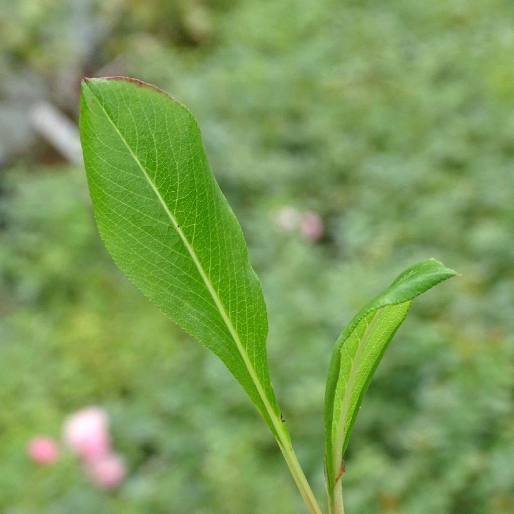 Renouée - Persicaria affinis Donald Lowndes