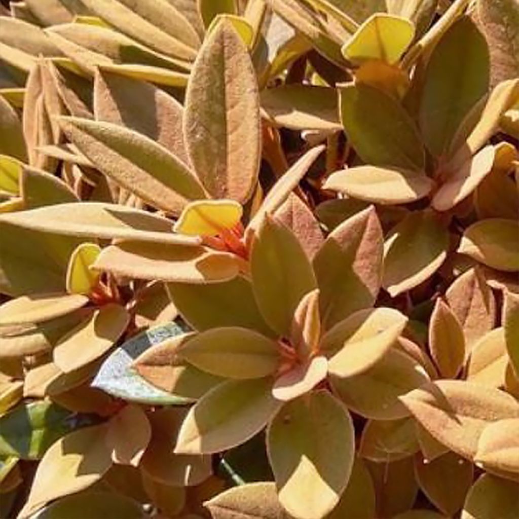 Rhododendron Easydendron INKARHO Rusty Dane